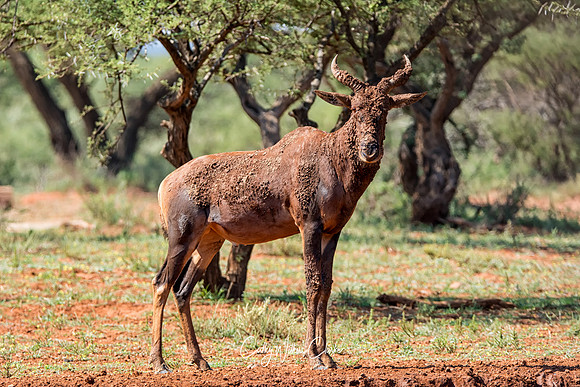 Muddy Tsessebe