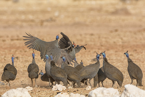 Helmeted Guineafowl