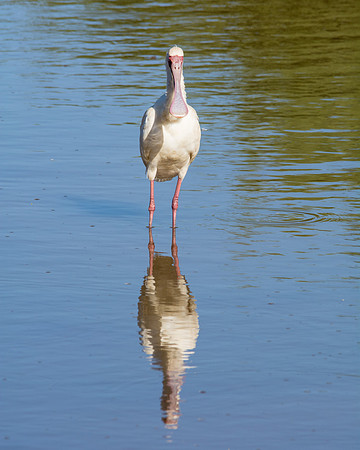 African Spoonbill
