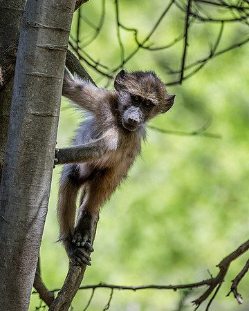 Juvenile Baboon