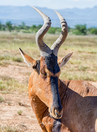 Red Hartebeest