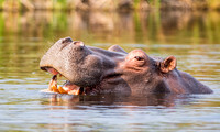 Hippo In A River