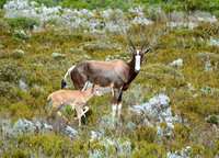Bontebok with calf