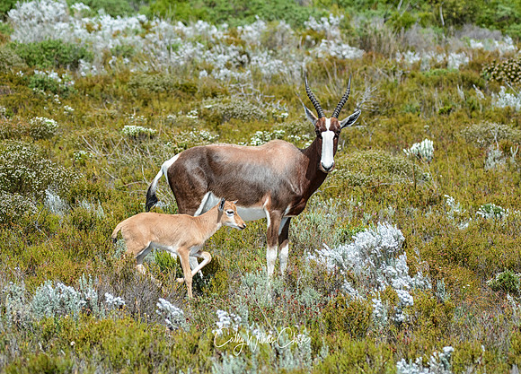 Bontebok with calf