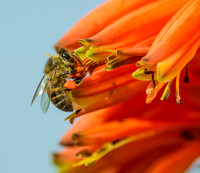 Cape Honey Bee