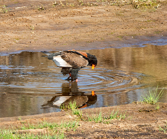 Bateleur Eagle