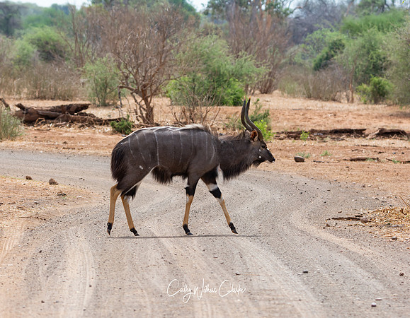 Nyala Bull