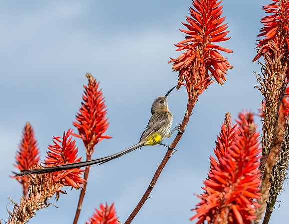 Cape Sugarbird