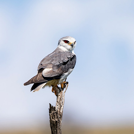 Black-shouldered Kite