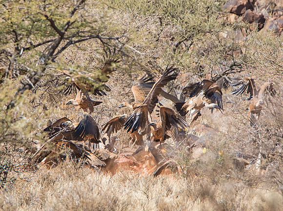 White-backed Vultures