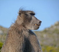 Male Chacma Baboon