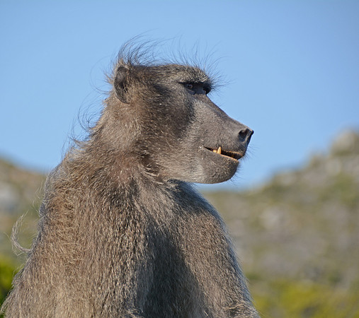 Male Chacma Baboon