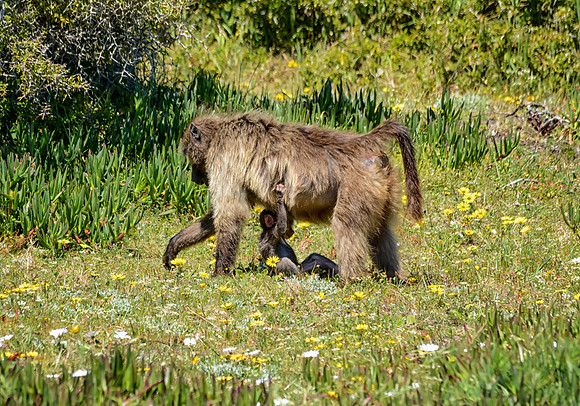 Mothern Baboon with baby