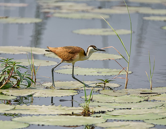 African Jacana