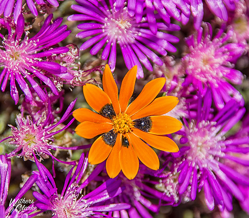 Spring Flowers