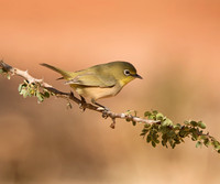 Cape White-eye