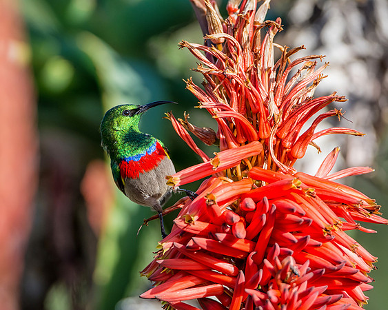 Double-collared Sunbird