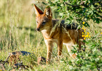 Black-backed Jackal