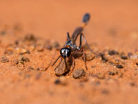 The smaller side of life - all things Buggy
