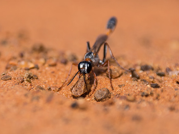 Ammophila Wasp