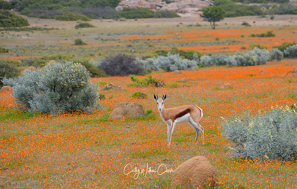 Springbok In Flower Field