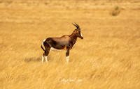 Bontebok Antelope