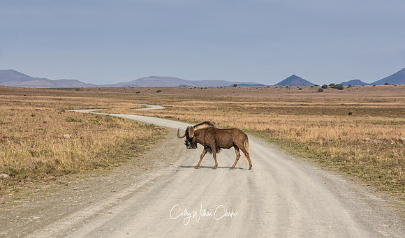 Black Wildebeest