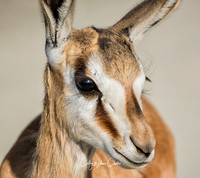 Springbok Lamb