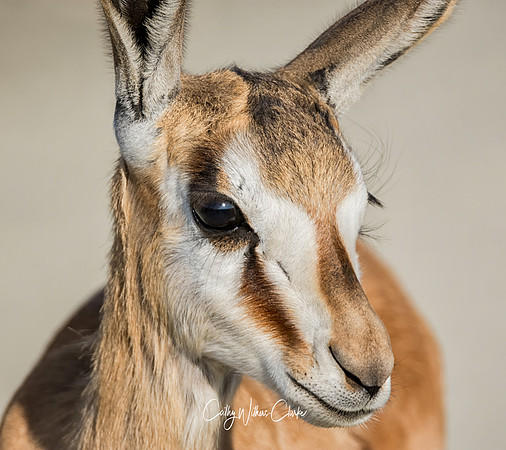 Springbok Lamb
