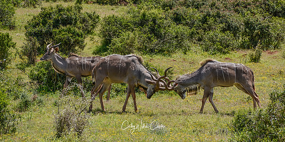 Kudu Bulls Fighting