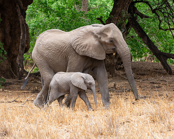 African Elephant mother and calf
