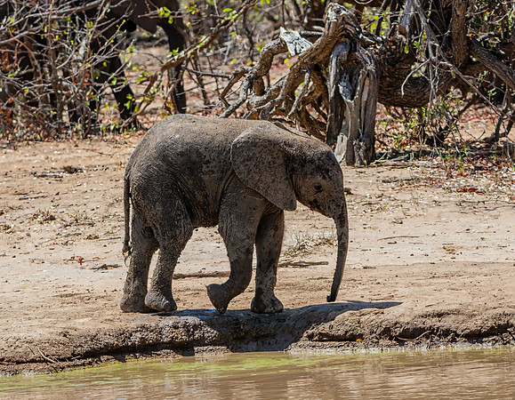 African Elephant calf