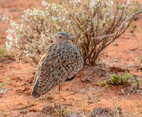 Red-crested Korhaan