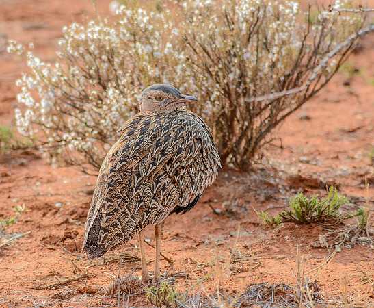 Red-crested Korhaan