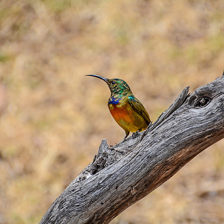 Juvenile Orange-breasted Sunbird