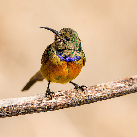 Orange-breasted Sunbird