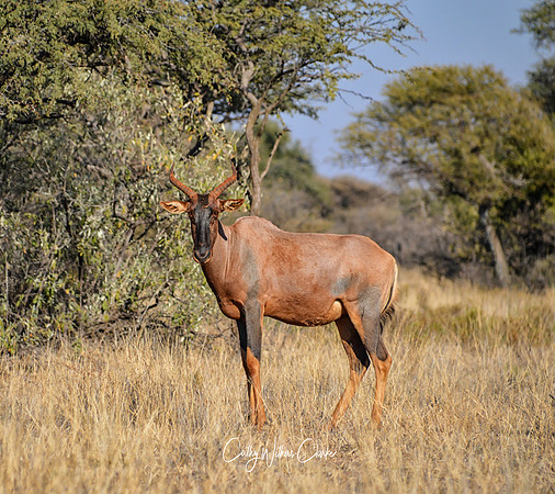 Tsessebe