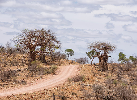 Baobab Trees By the Road - Limpopo