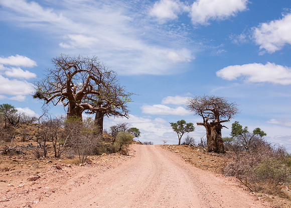 Baobab Trees By the Road - Limpopo
