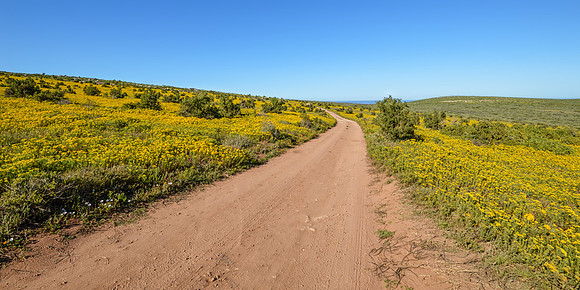 Spring Landscape - Northern Cape