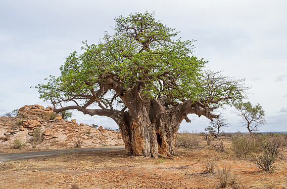 Baobab Tree