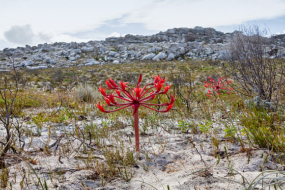 Brunsvigia orientalis
