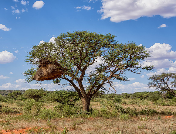 Sociable Weaver Nest