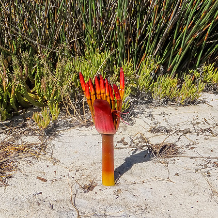 Brunsvigia orientalis