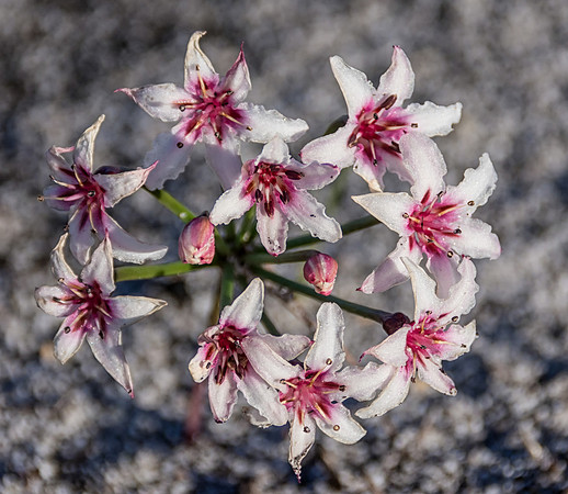 Hessea cinnamomea