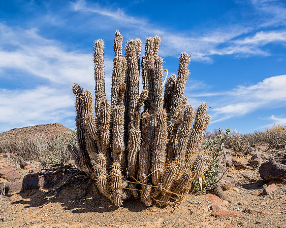 Hoodia gordonii