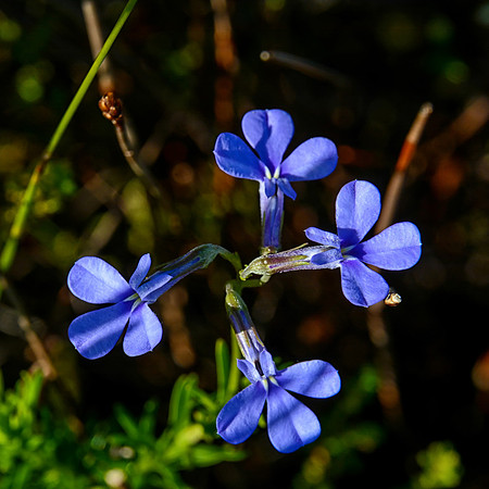 Lobelia
