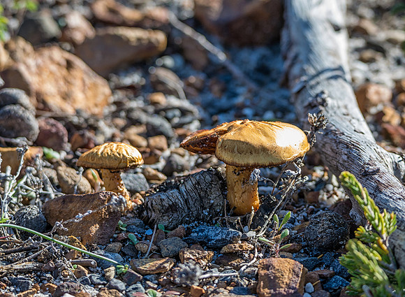 Mushroom