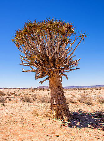 Quiver Tree