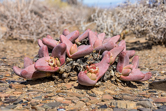 Tanquana prismatica